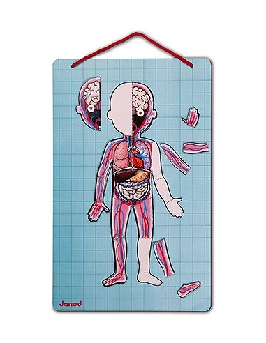 Cuerpo Humano Magnetico. Bodymagnet...