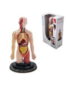 Torso Humano Con Realidad...